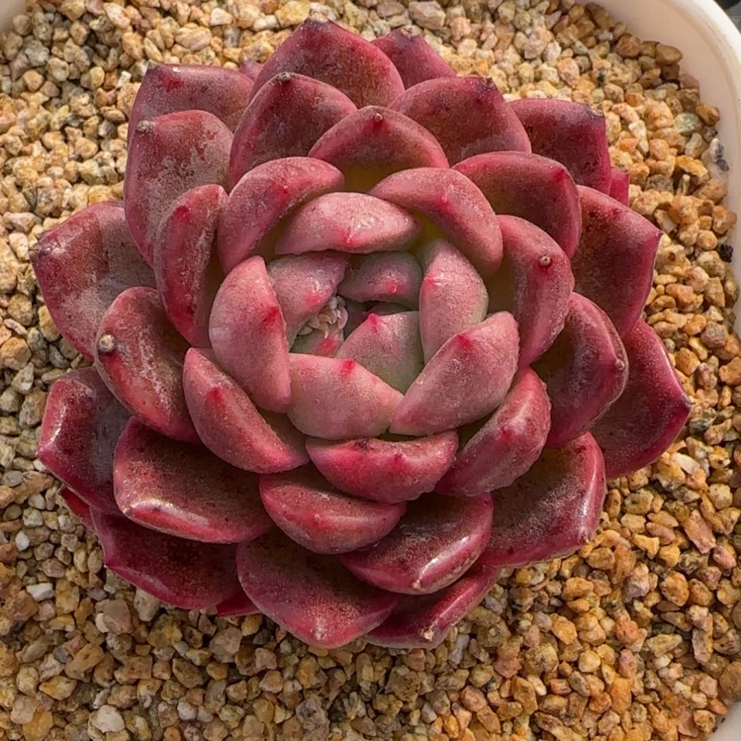 从前慢花园精选多肉春风珍妮