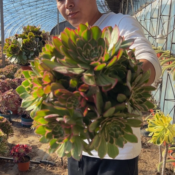 28.8莲花座一棵包邮