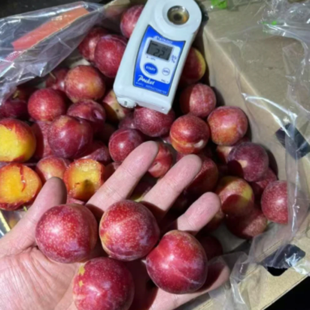 35/斤【大个头】4J樱桃李智利进口李子