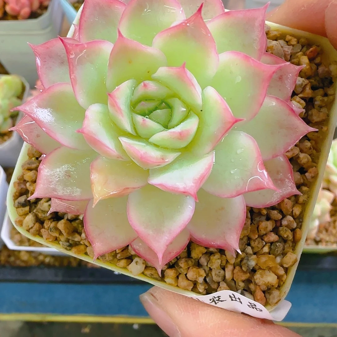 张*然女王月影，031、仙农出品