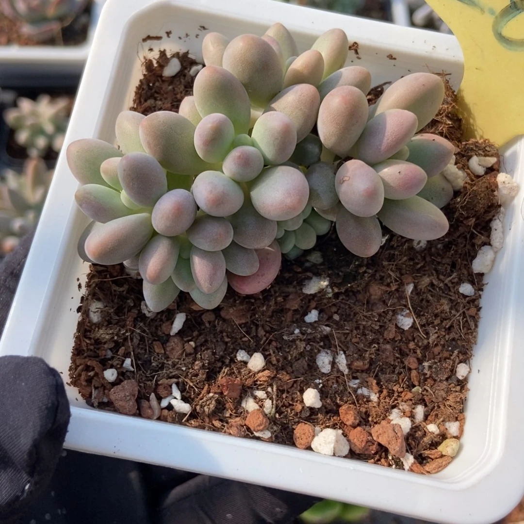 2086粉色恋人多肉植物保护