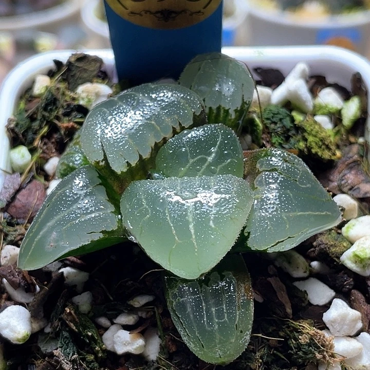 三*戟598新糯阿一物一拍