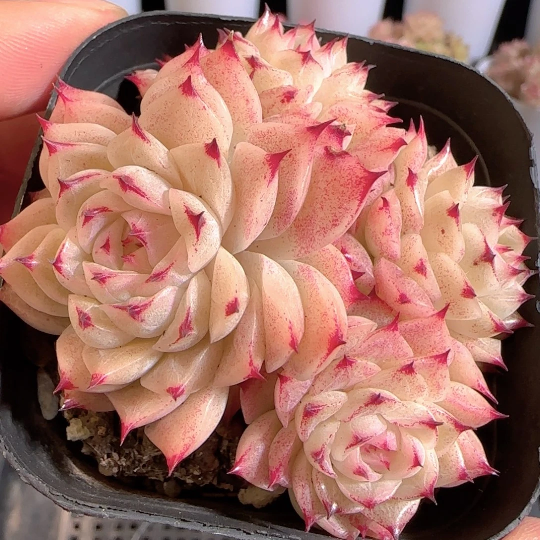 多肉0104-32小魔仙