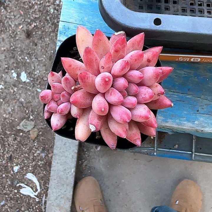 青蛙王子儿童牙膏11