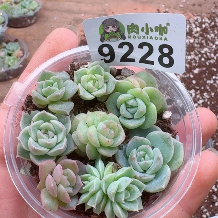 多肉植物多肉植物