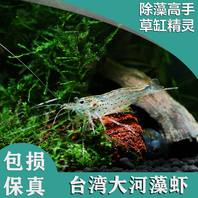 台湾大和藻虾观赏虾水草缸除藻虾大河藻虾鱼缸吃藻清洁工具虾