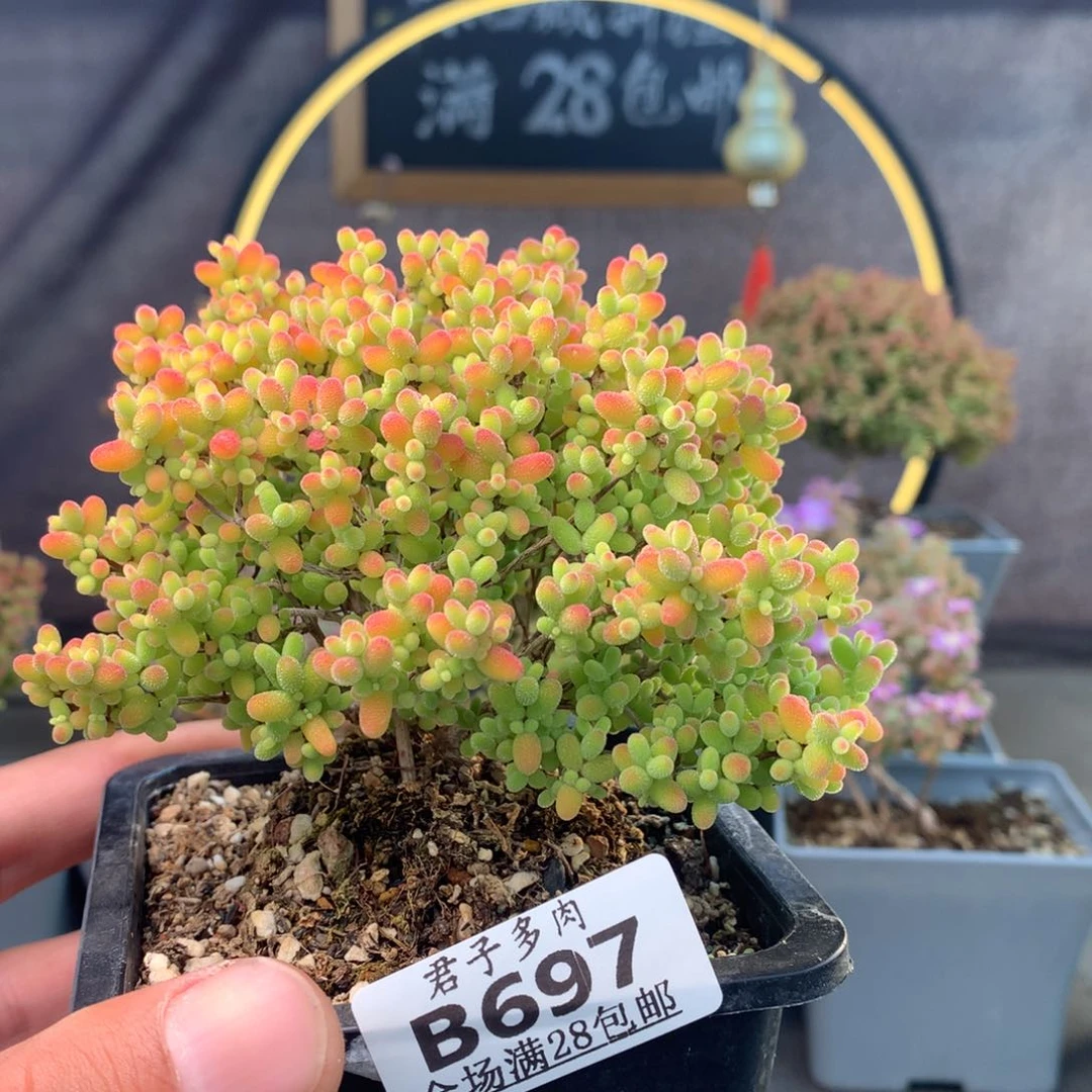 697蜜橘。