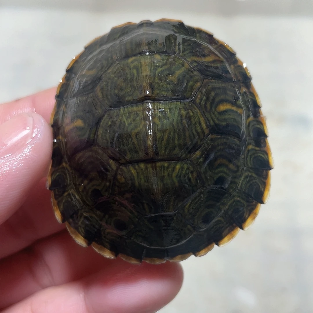 宠物龟不分公母5.4