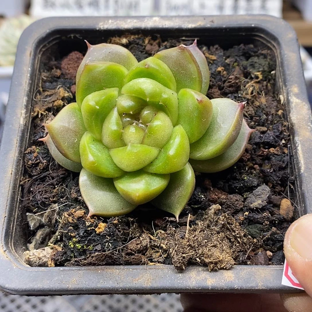 2279 皮艾拉珍妮