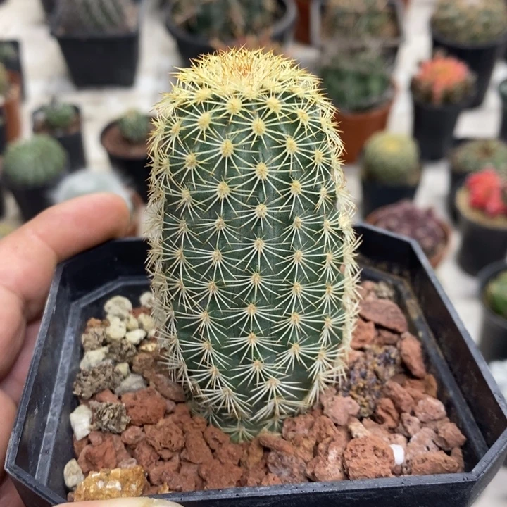 实生御其虾特价福利