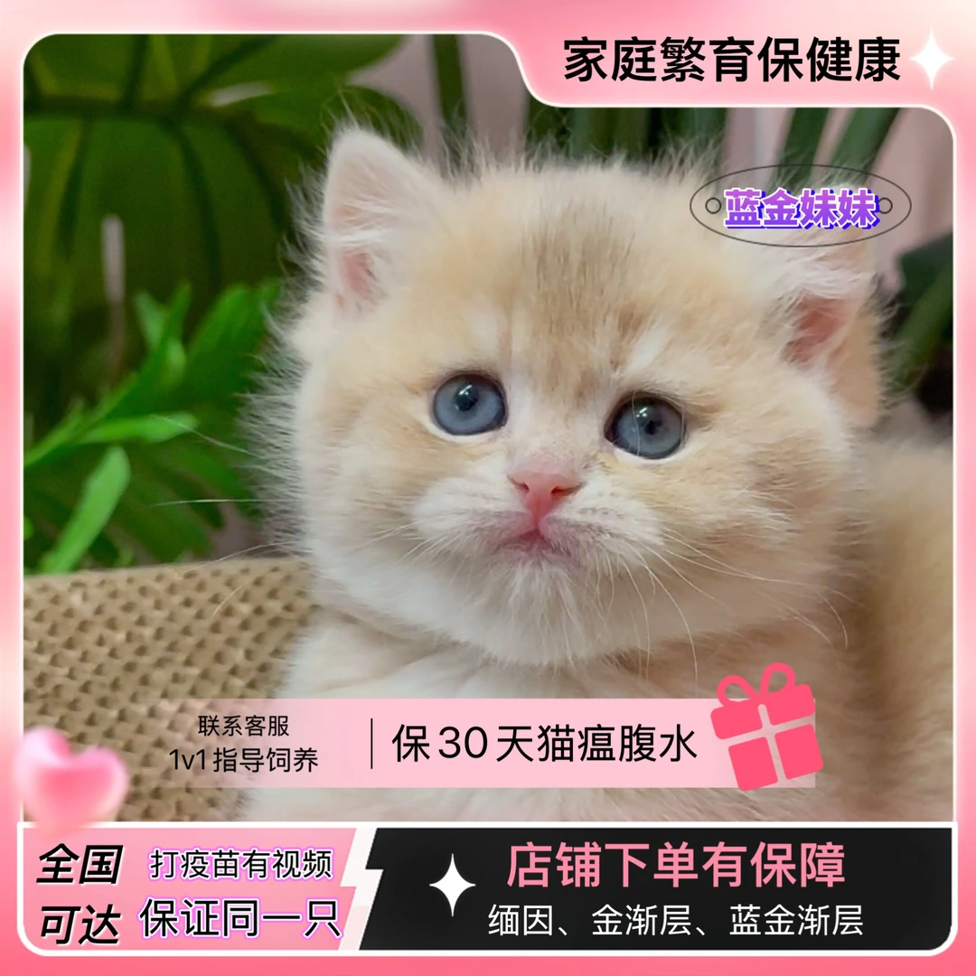 全品类宠物猫活体包括美短银渐层金渐层布偶等