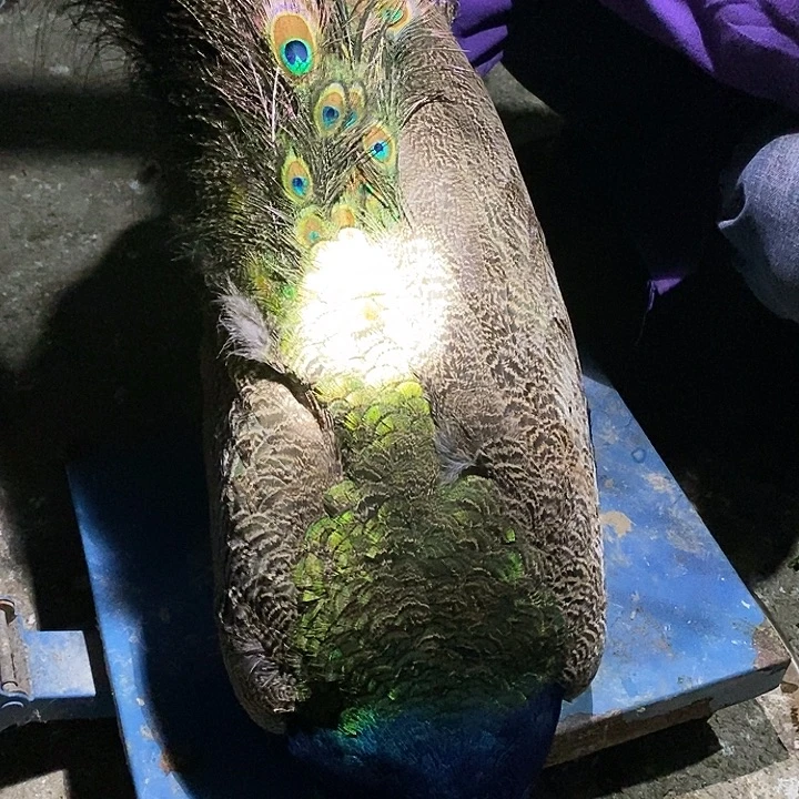 珍珠鸡22226666000