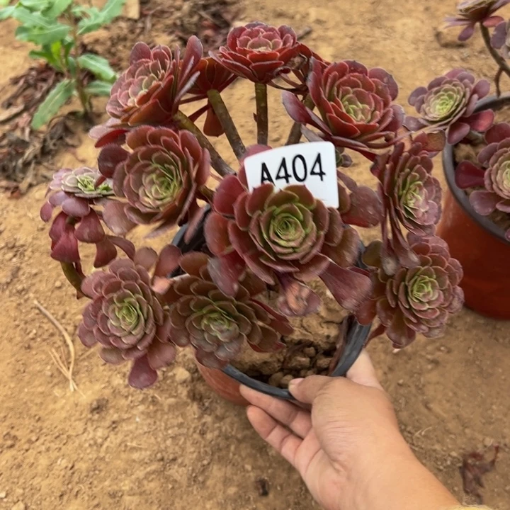黑萝莉多肉植物404.