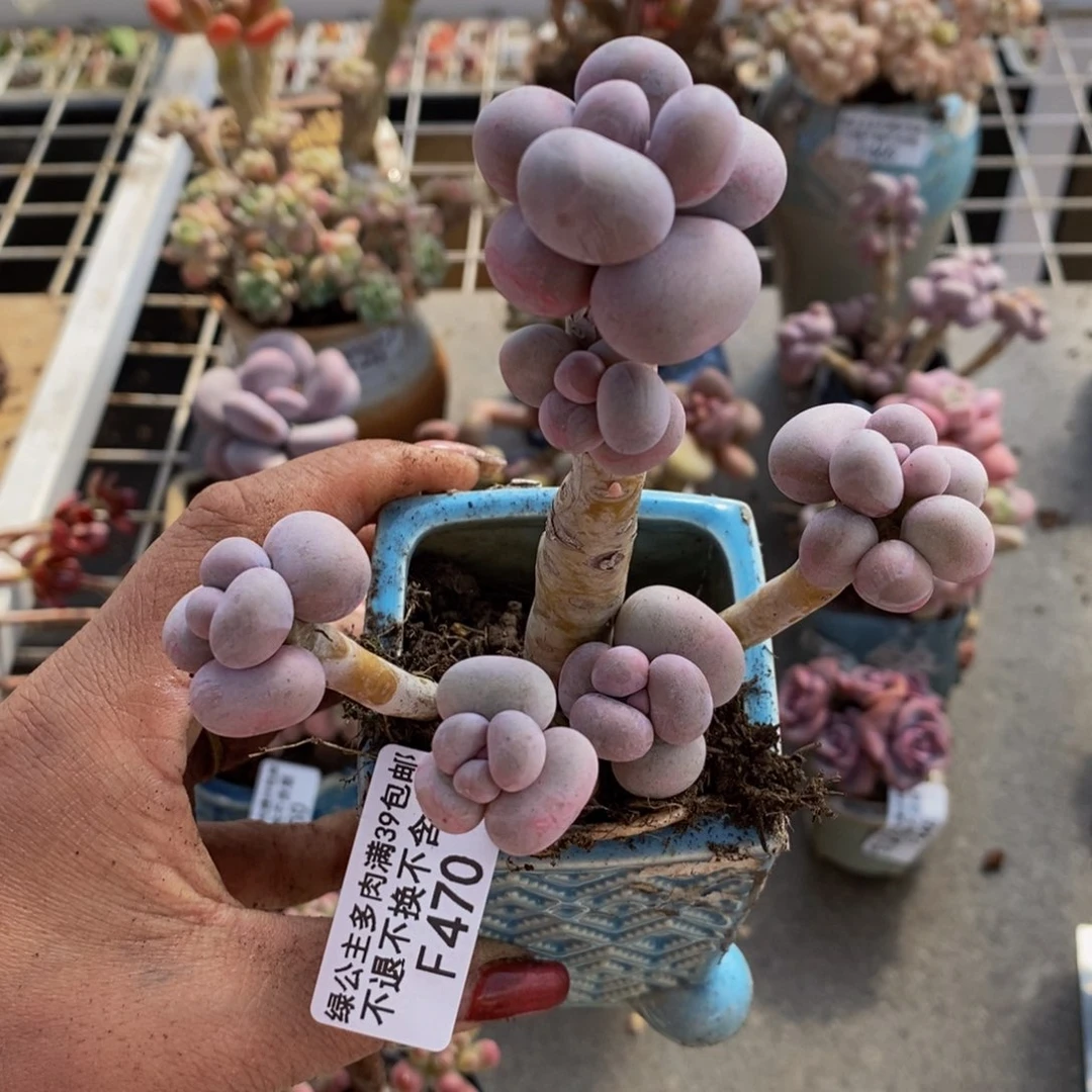 芭比奶酪470/10c m