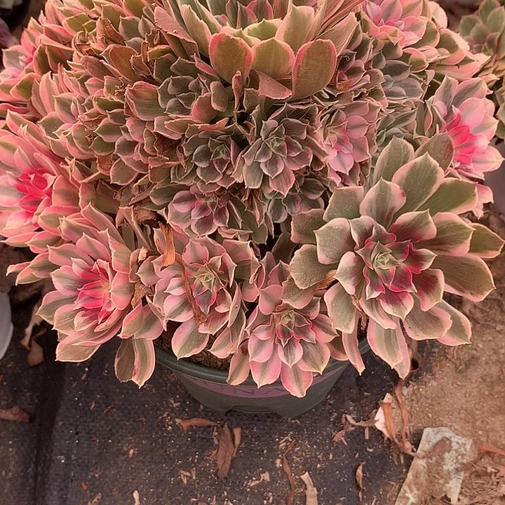 一***诺123多肉植物一物一拍