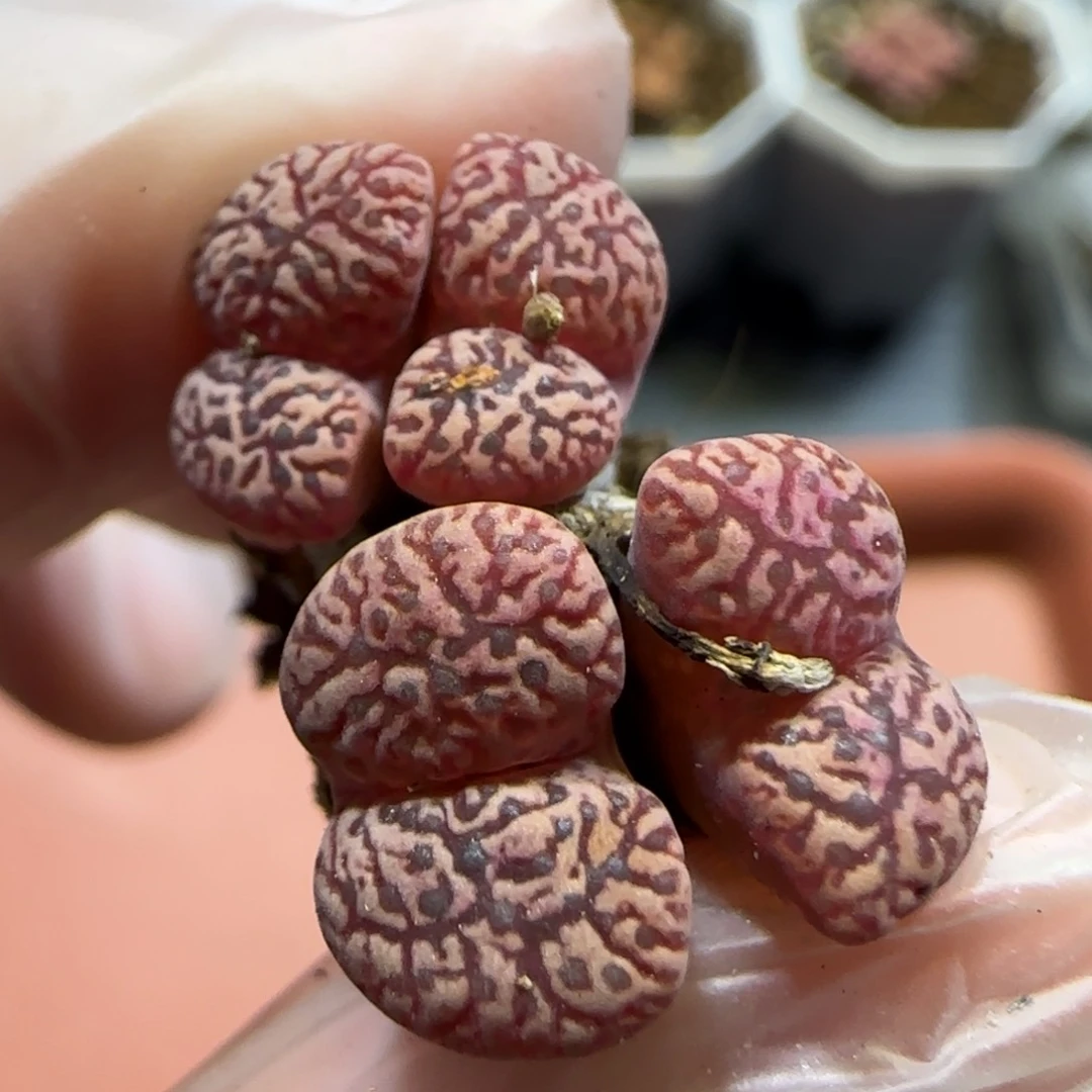 1.13。鸟哈尼。5004