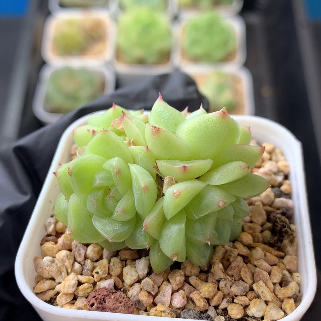 58包邮  群生不包整 20