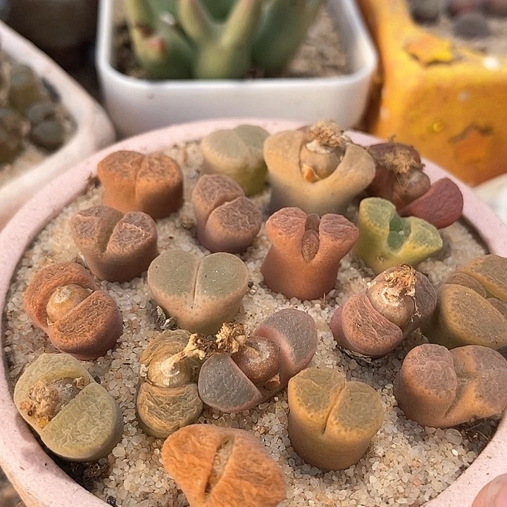 风铃混合    一颗