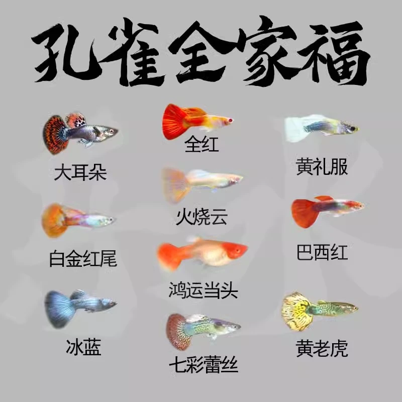 8条小型淡水观赏鱼热带胎生鱼精品米奇玛丽曼龙斑马孔雀