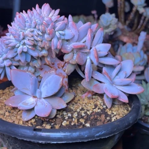 多肉植物的植物形态的