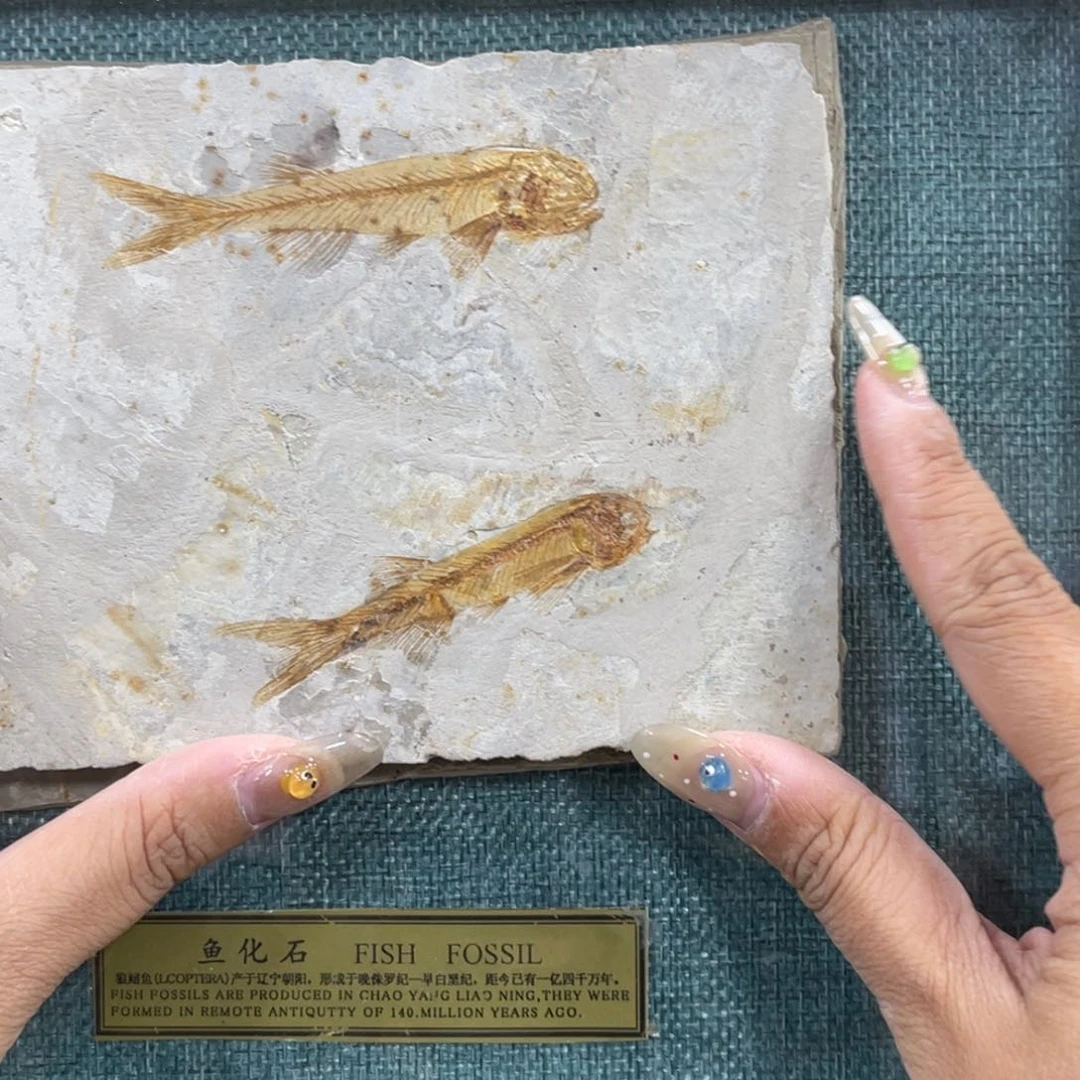 辽西古生物博物展