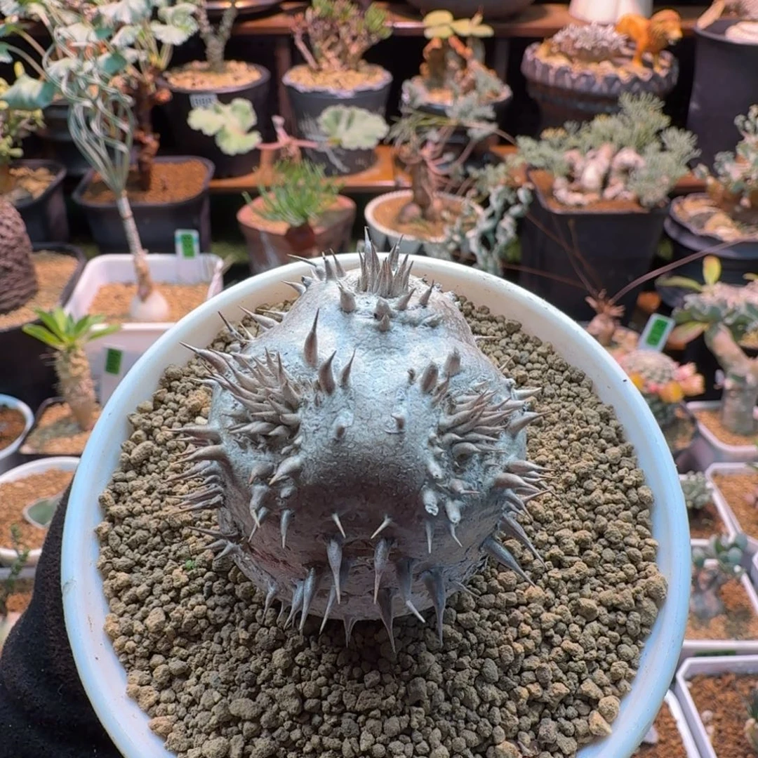 慧比大黑887 仙人球