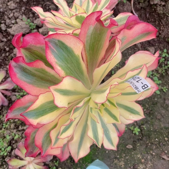 126魅影嫁接多肉有砍多肉