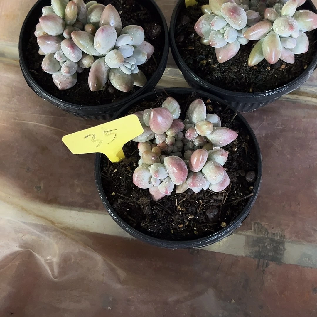 口***液企鹅奶3颗多肉植物
