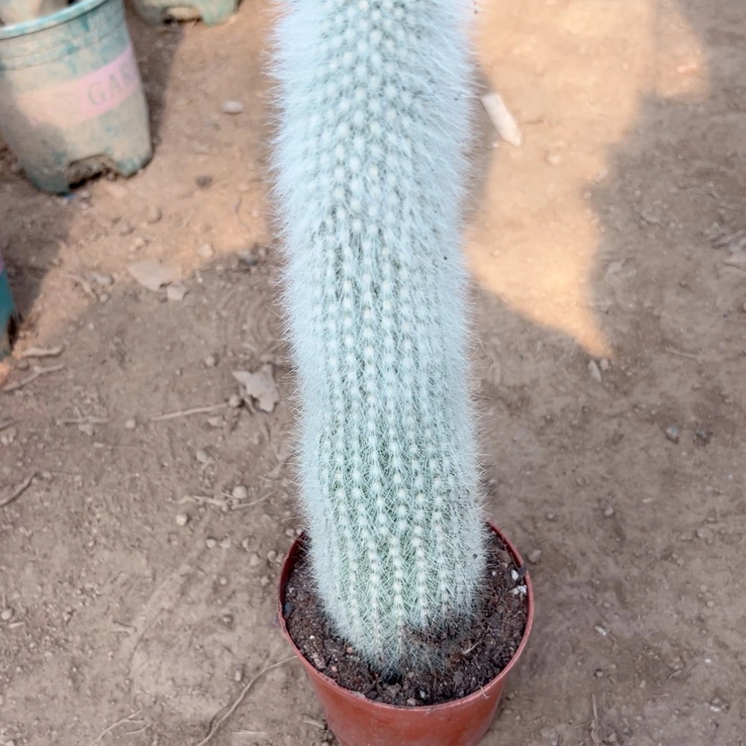 深***鱼零零落落 零零落落