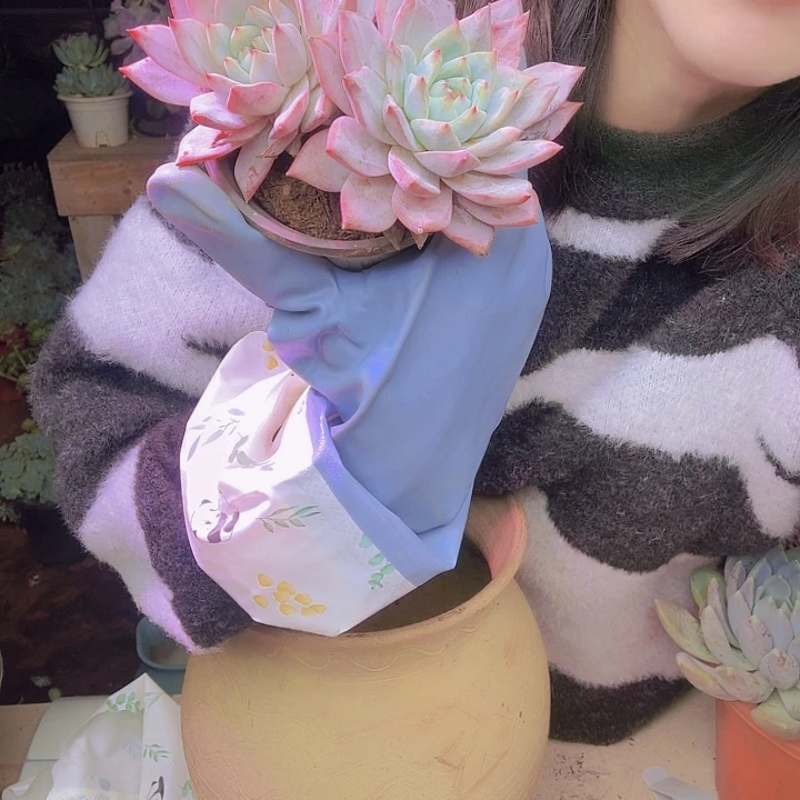 菲***尔粉蓝鸟多肉植物福利多肉