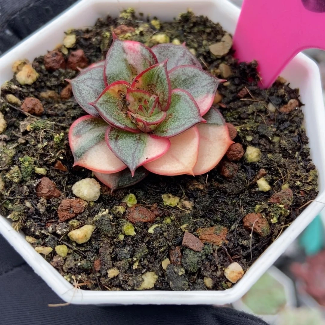 123麒麟座锦多肉植物