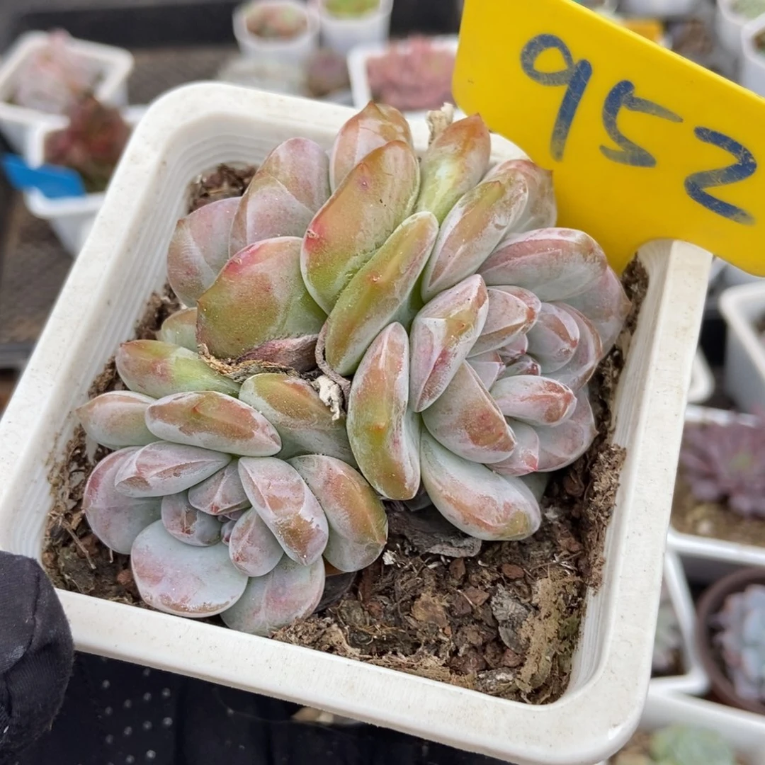 952石榴籽多肉植物多肉