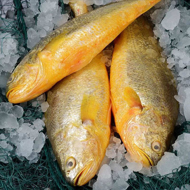 【三胞胎推荐】7-8两/条大黄花鱼新鲜速冻独立包装 顺丰冷链