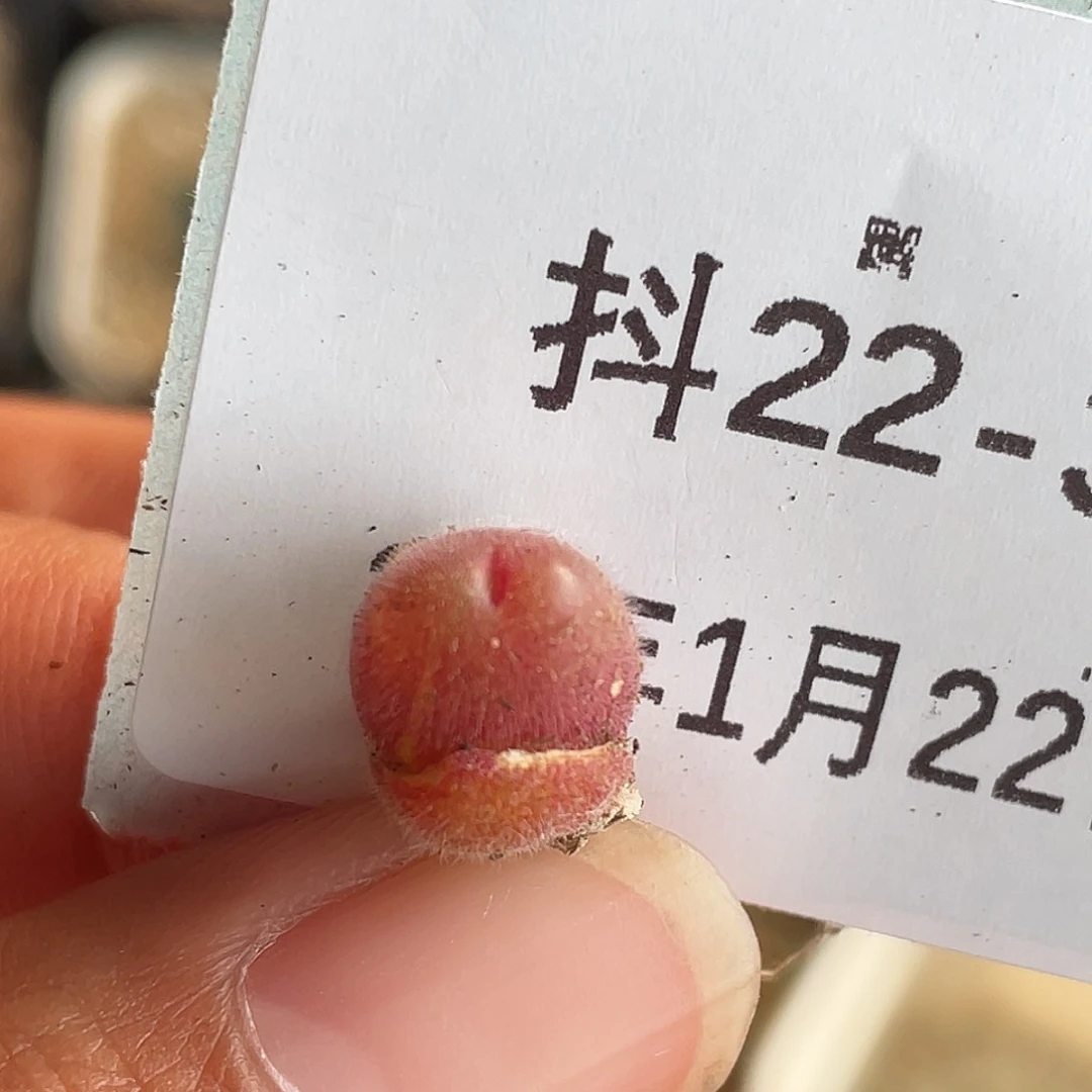 22-3毛球多肉植物