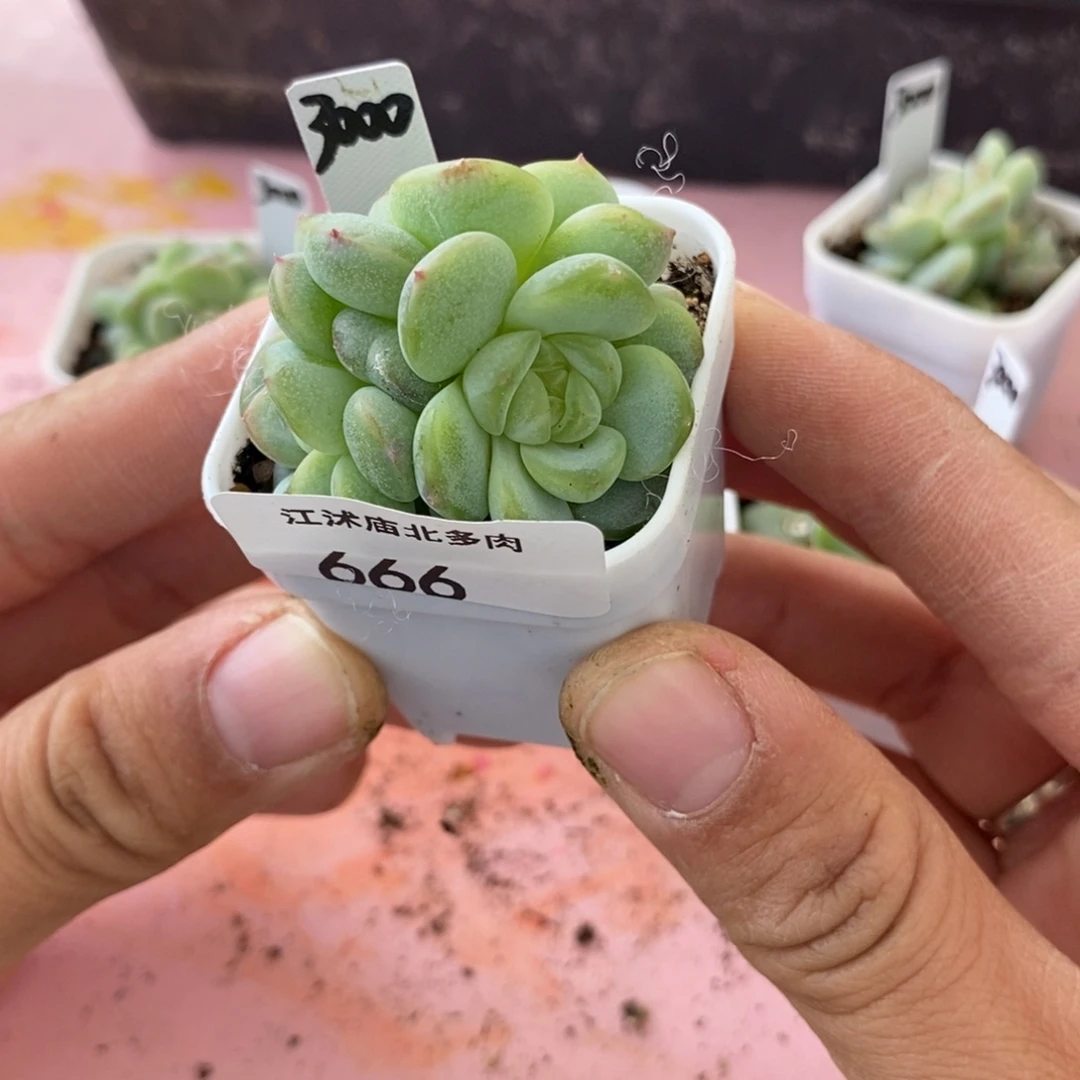 标签666甜心3000一个