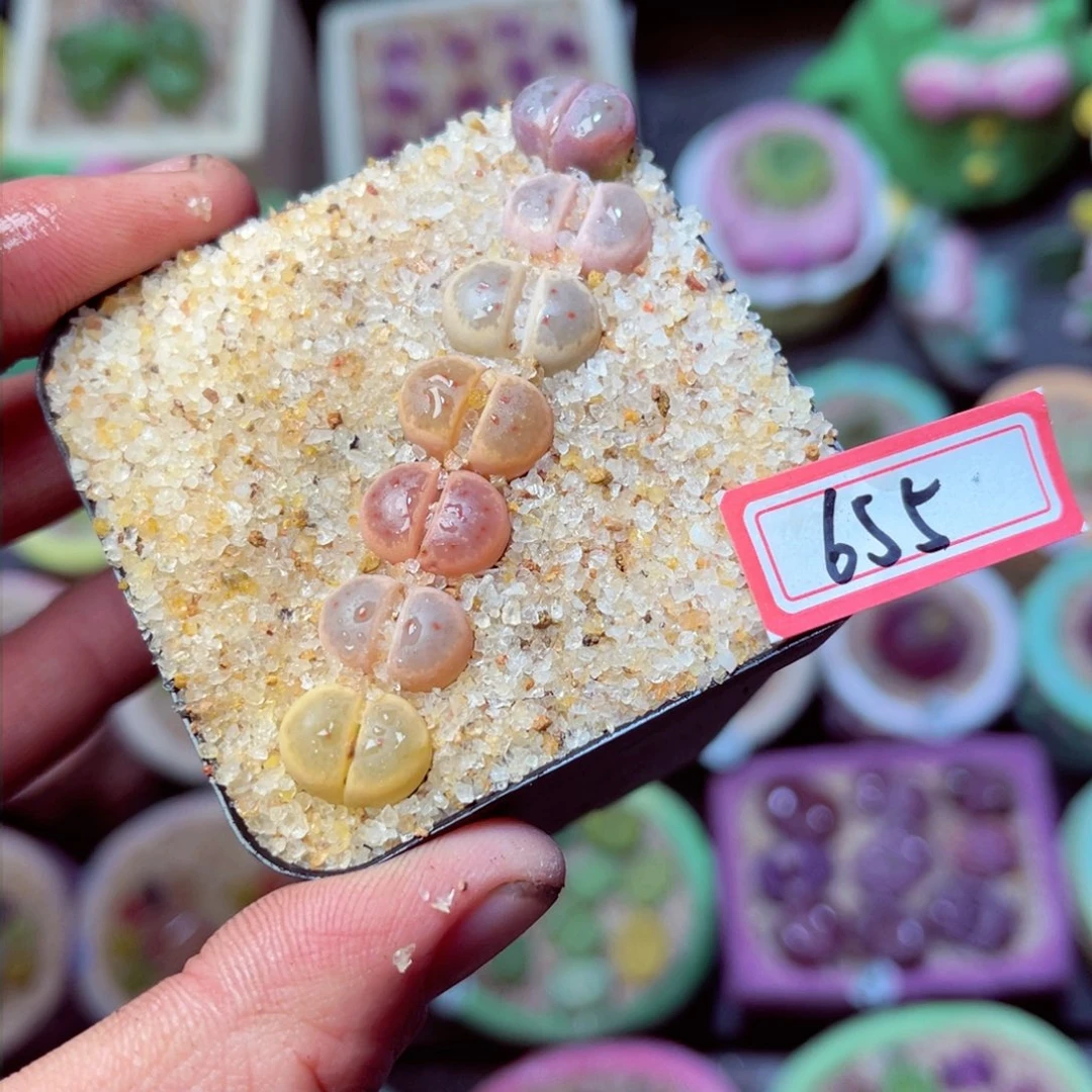 655生石花带盆发