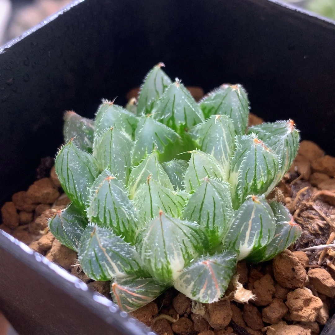 白泽毛玉露锦，带盆发货