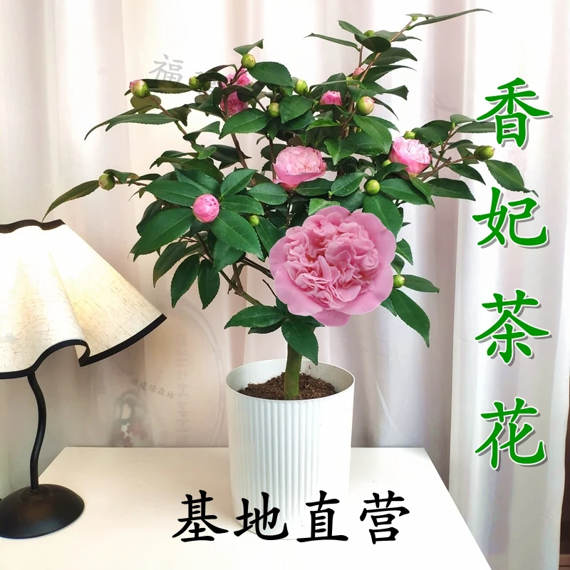 福建香妃千里香茶花室内庭院阳台小院盆栽种植开花带香味带花苞