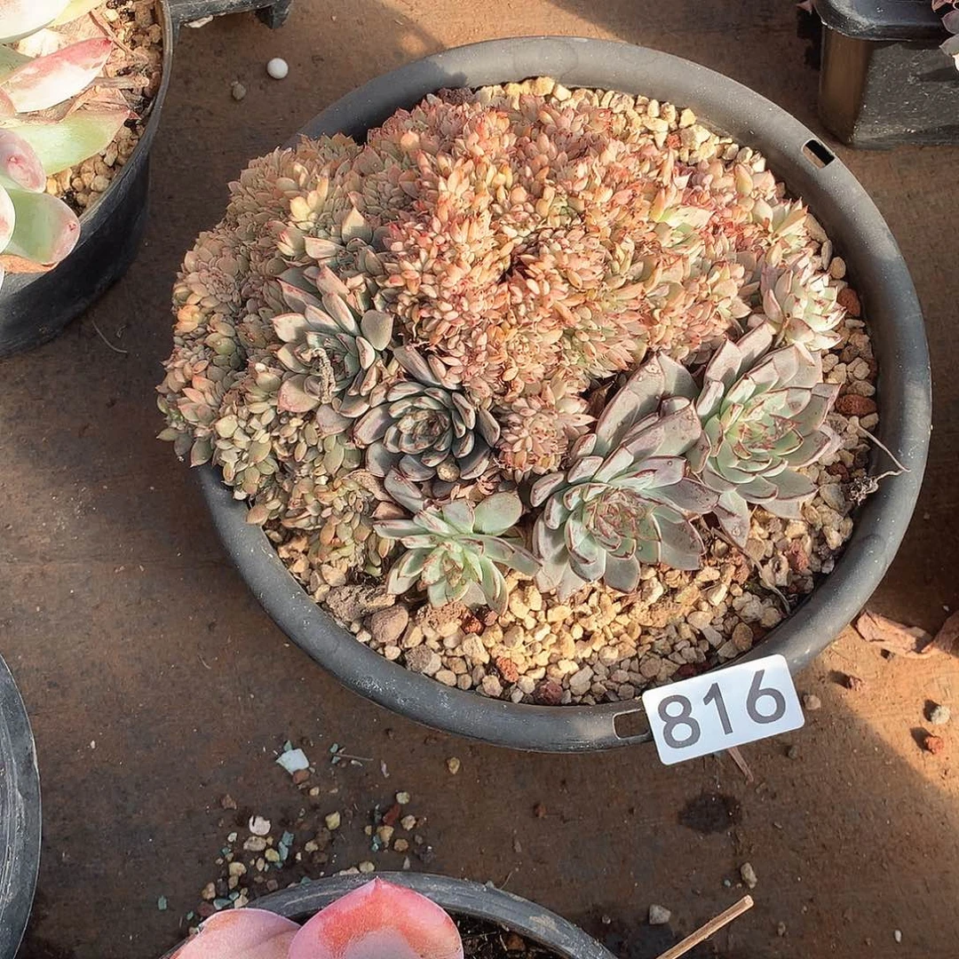 816缀化一物一拍多肉