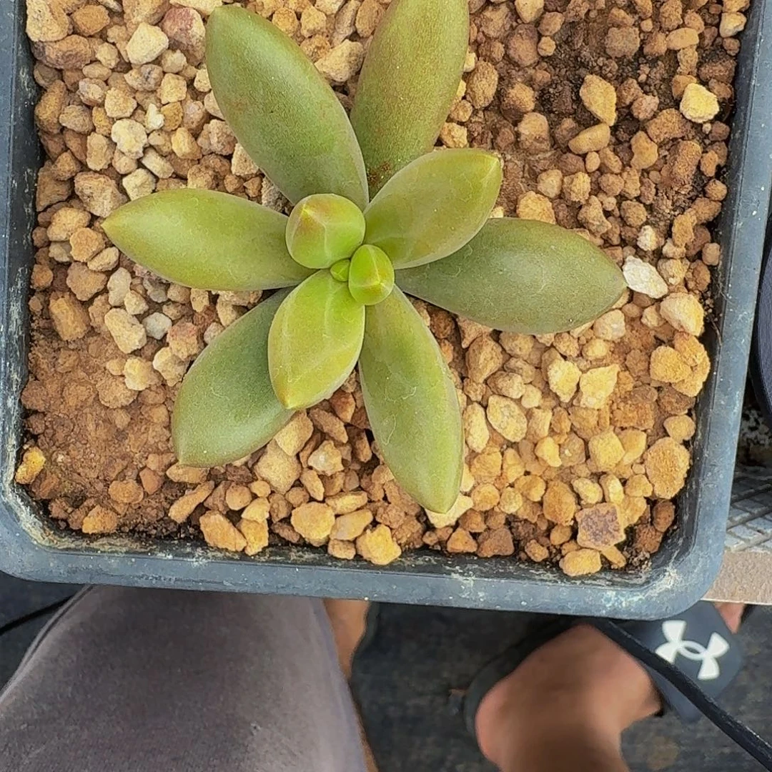 朵唯菲 薯条 一物一拍