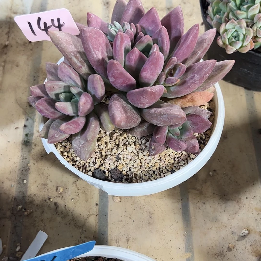 桃花源大群多肉植物