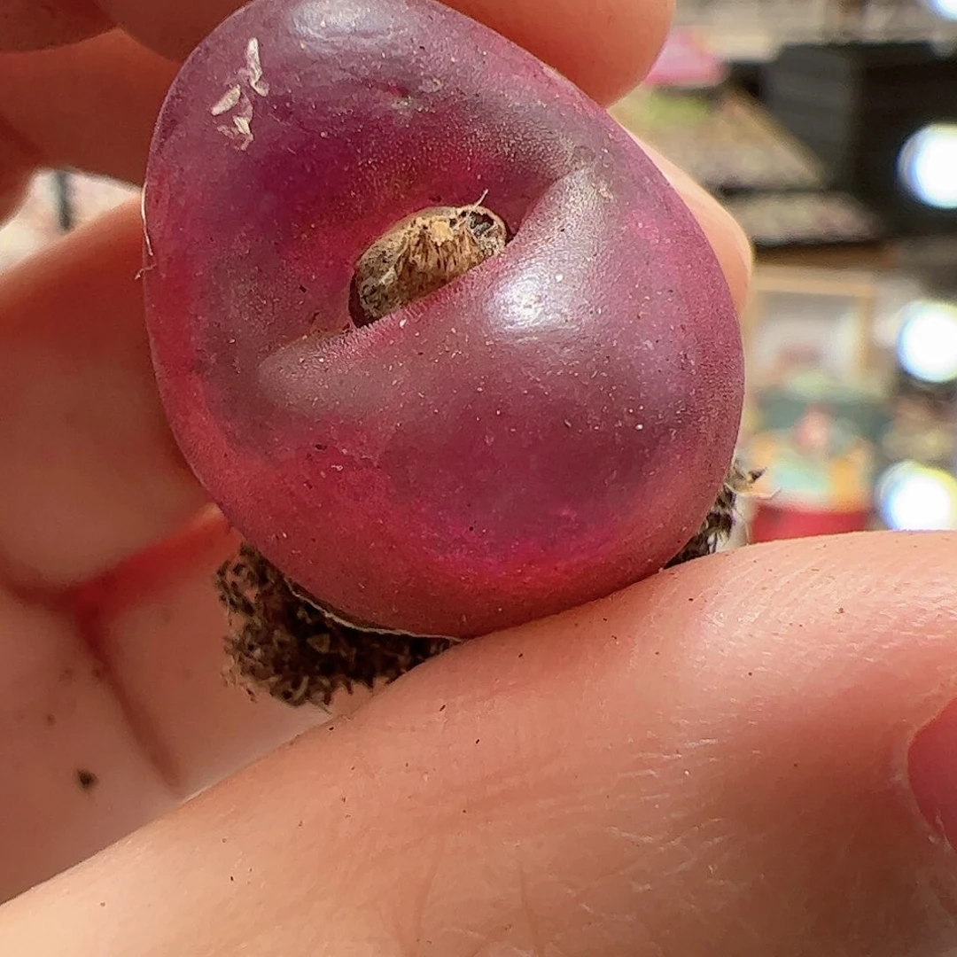 【闪购商品】93 吕氏