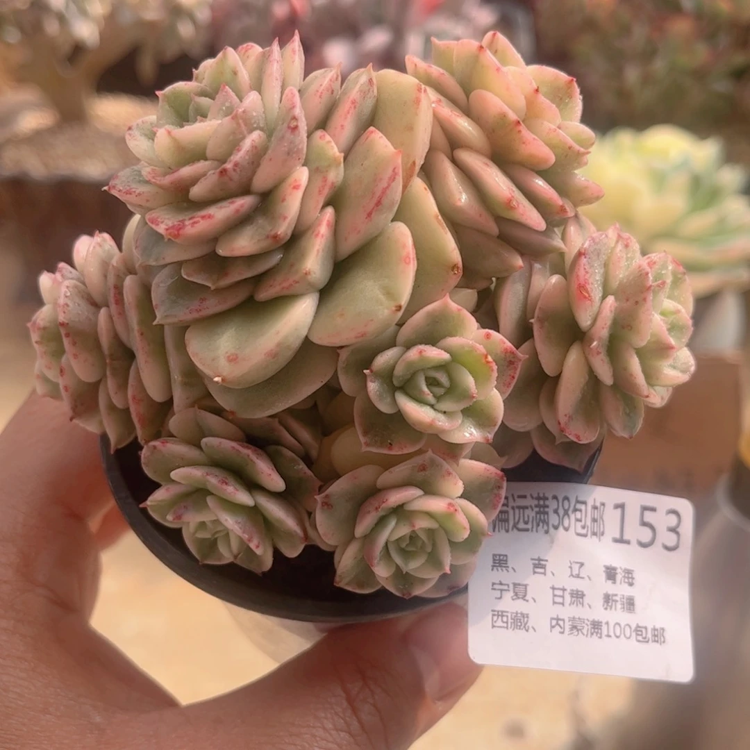 153腊牡丹锦德华多肉