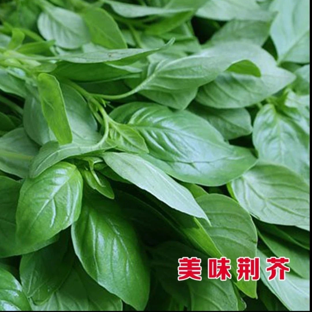 新鲜荆芥河南特产农家自种现摘现发凉拌调味菜新鲜加冰保鲜包邮