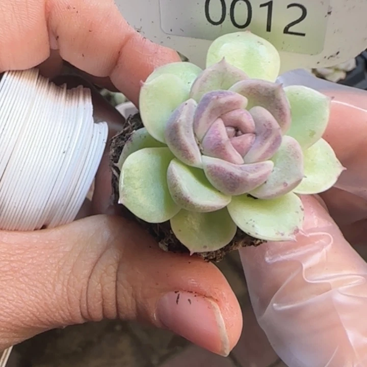 12号    财富密码