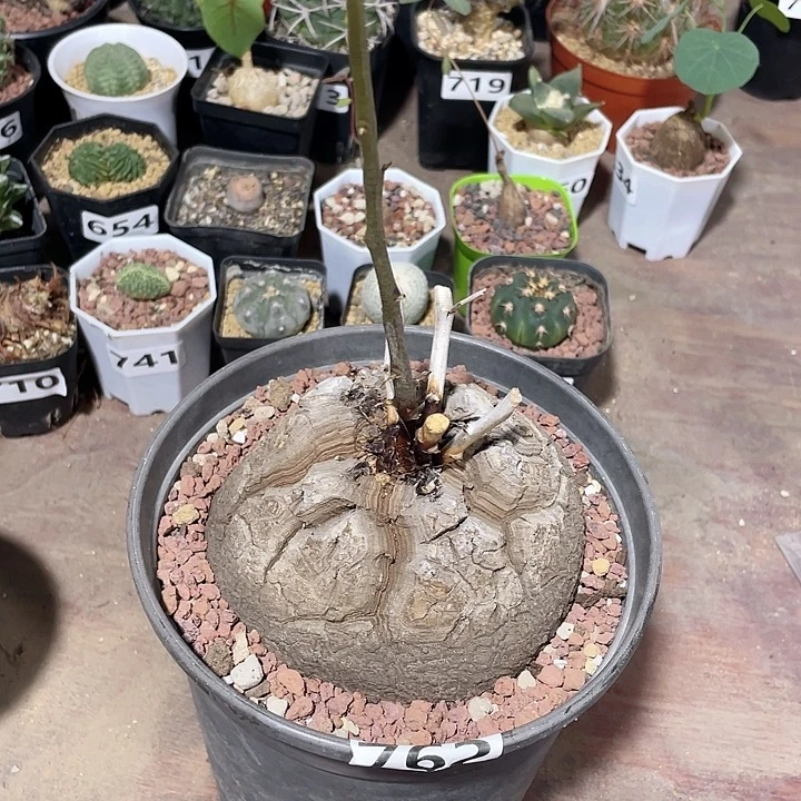 ⁄***⁄762超大南非龟甲龙