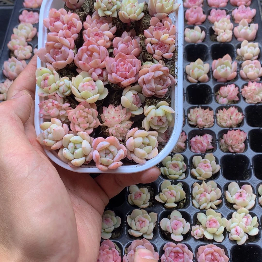 反反复复还是很开心的013