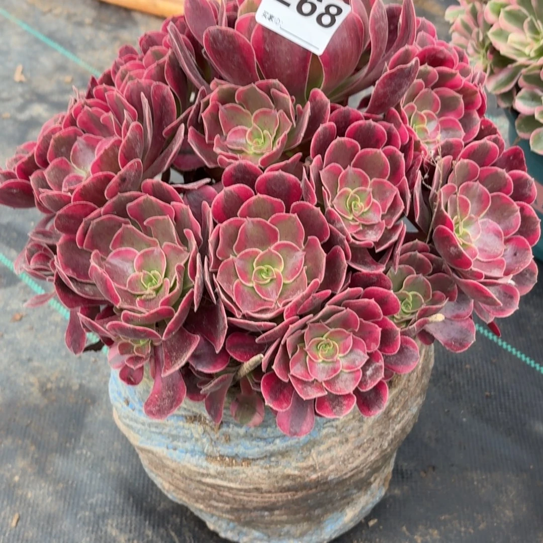 268大凤冠多肉植物发货