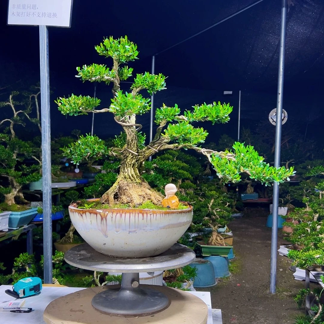 无花朵广东黄杨木盆景