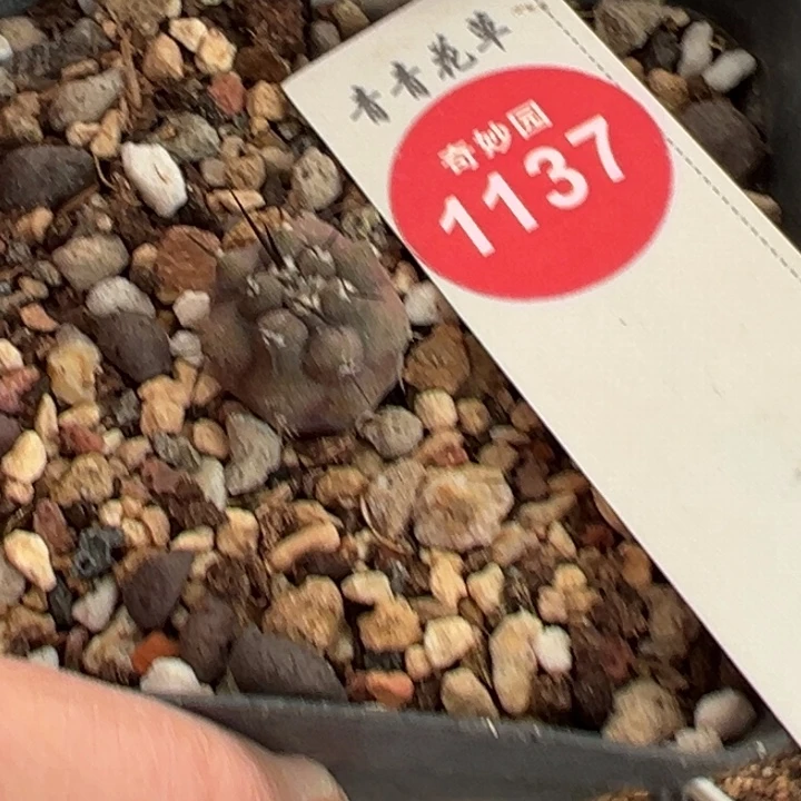 实生优选黑王丸1.5cm